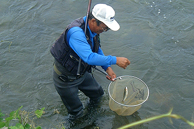 香住町内には矢田川という川が流れており、川漁師がアユ釣りをしています。